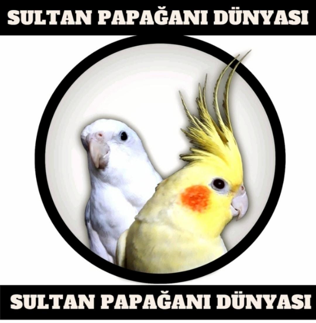 Sultan Papağanı Dünyası Pets