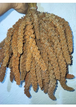 KIZIL DAL DARISI 