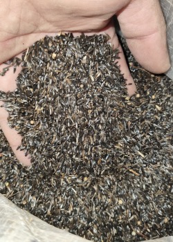 NİJER TOHUMU 100 GR 