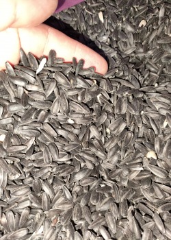 PAPAĞAN ÇEKİRDEĞİ SİYAH 1 KG 